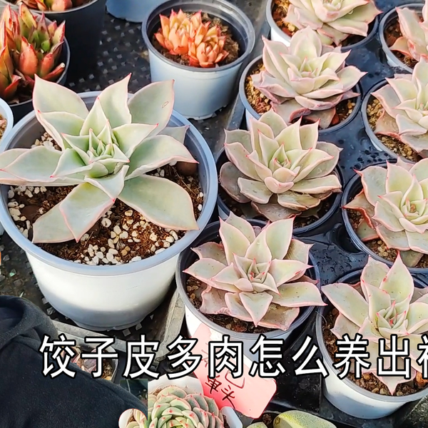 饺子皮多肉怎么养出褶皱边？尺寸够大环境够好才可以！没有捷径