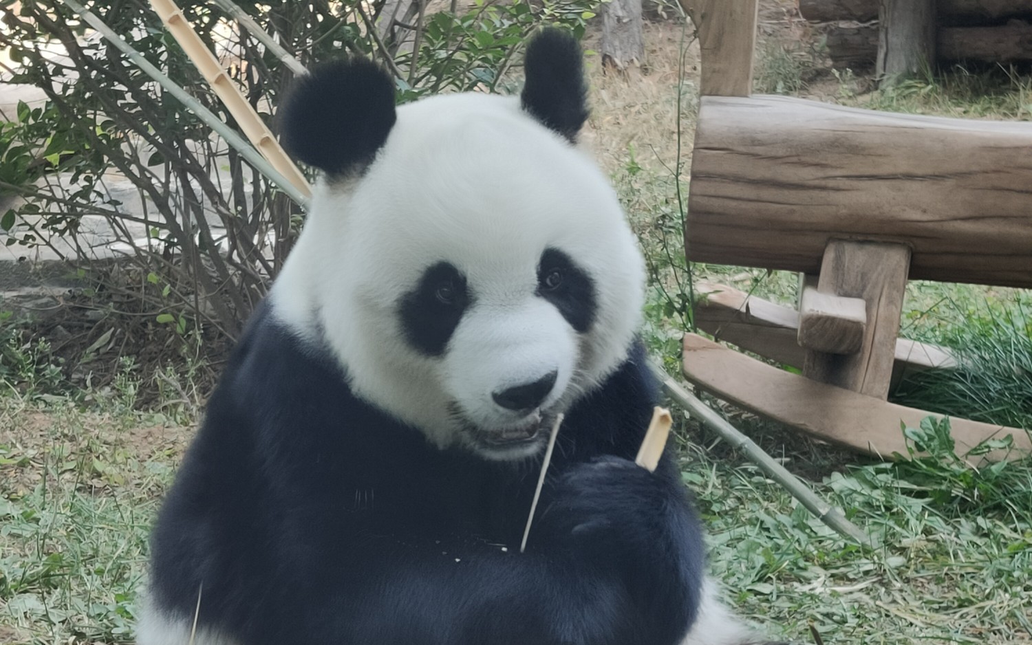 【大熊猫】妙音最近食欲超级棒