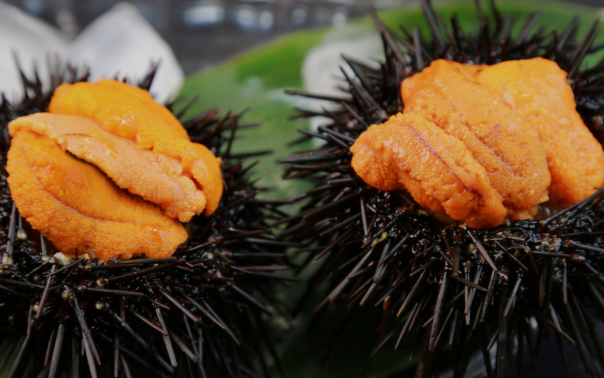 日本大厨处理海胆,去刺剥壳,处理真复杂,生吃入口即化!