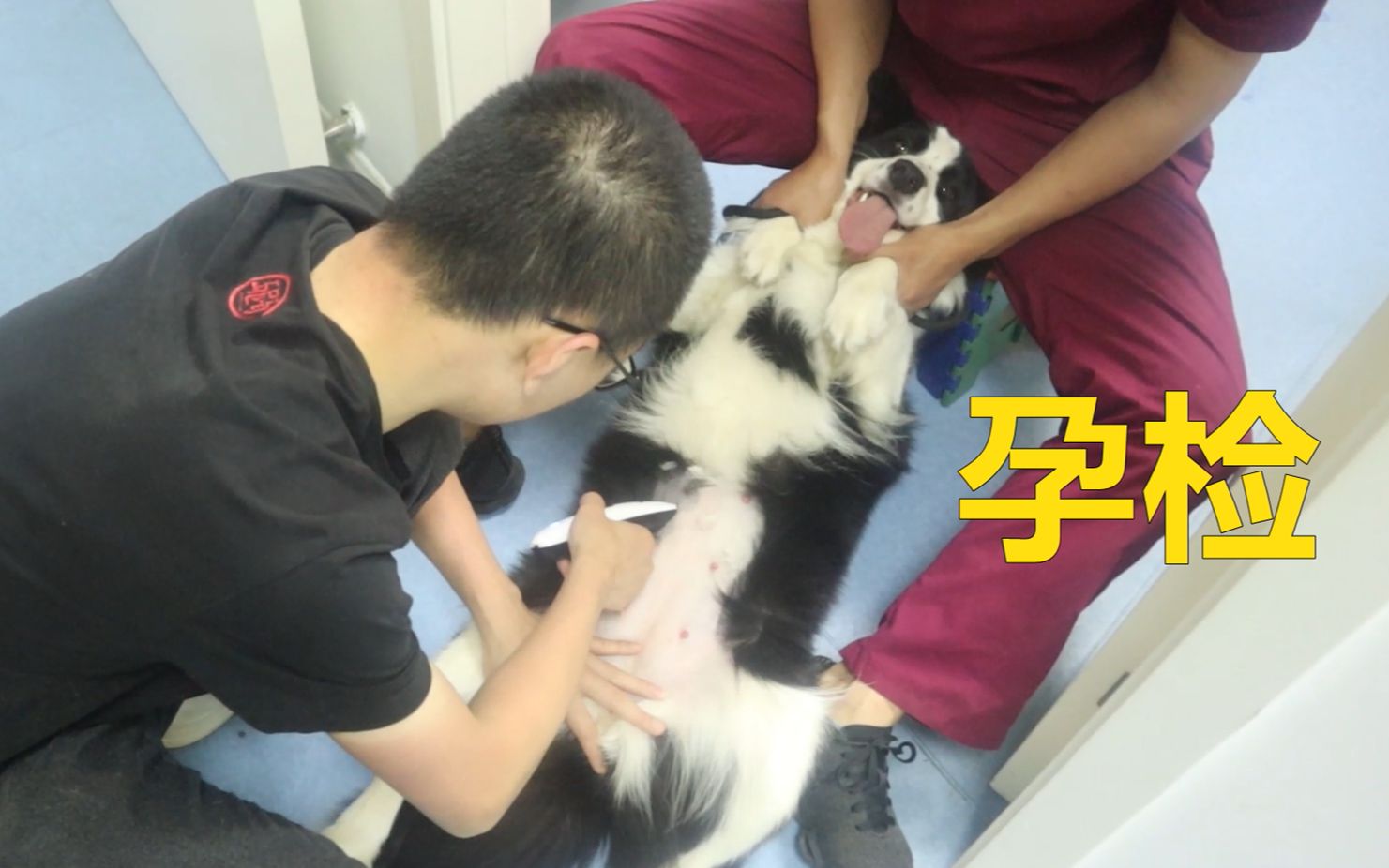 边牧怀孕一个多月了,主人带它去孕检,看看怀了多少只?