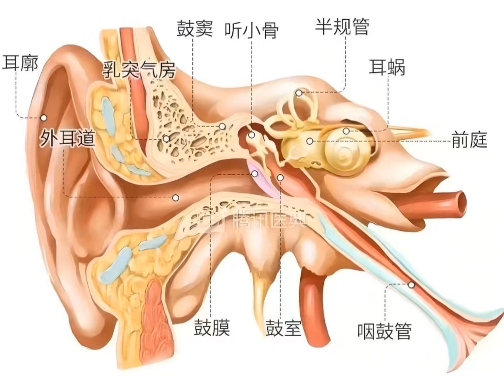 ②声音定位困难