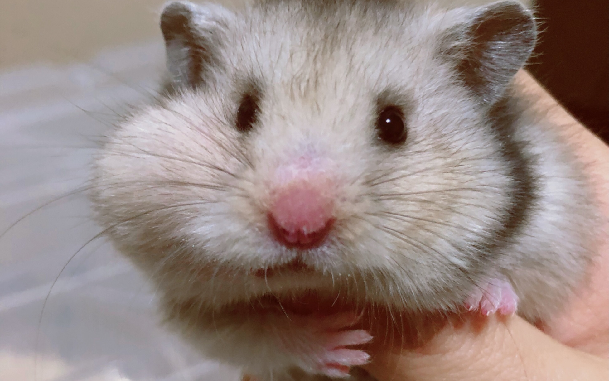 [长毛杂银]丢屎的乐趣_哔哩哔哩_bilibili