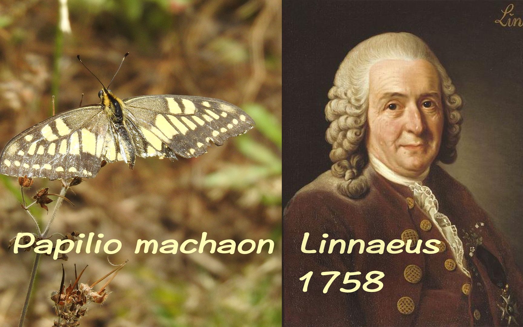 林奈亲自命名的凤蝶属属长 —— 金凤蝶 (Papilio machaon Linnaeus 1758)哔哩哔哩bilibili