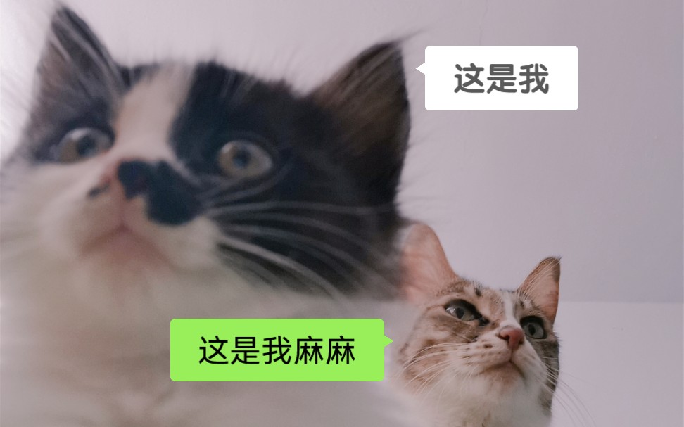 [图]有十只猫的生活是什么样的啊啊啊