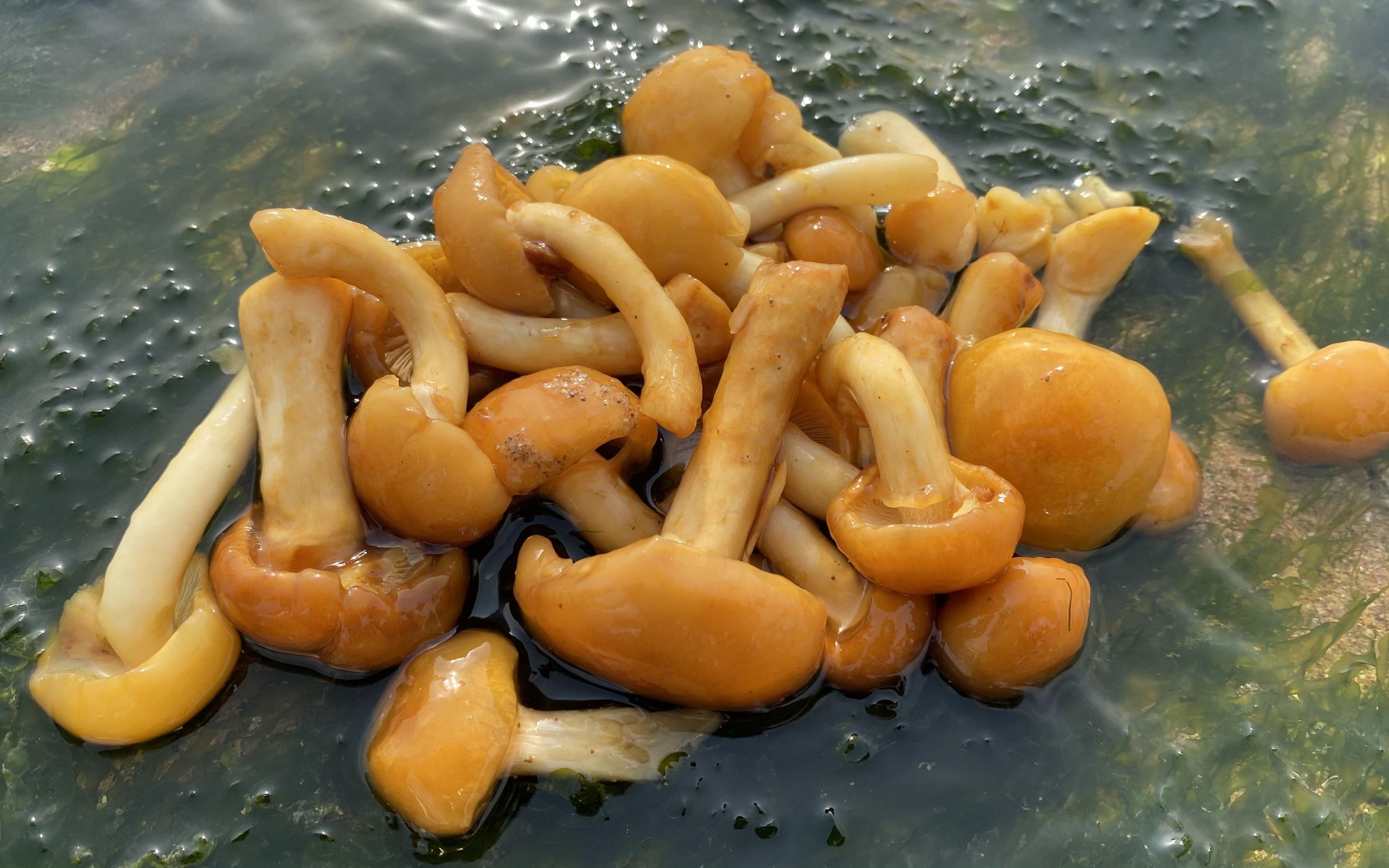 退潮后的大海,大洋赶海随着潮水捡到好多海蘑菇,还有好多花蛋蟹_哔哩