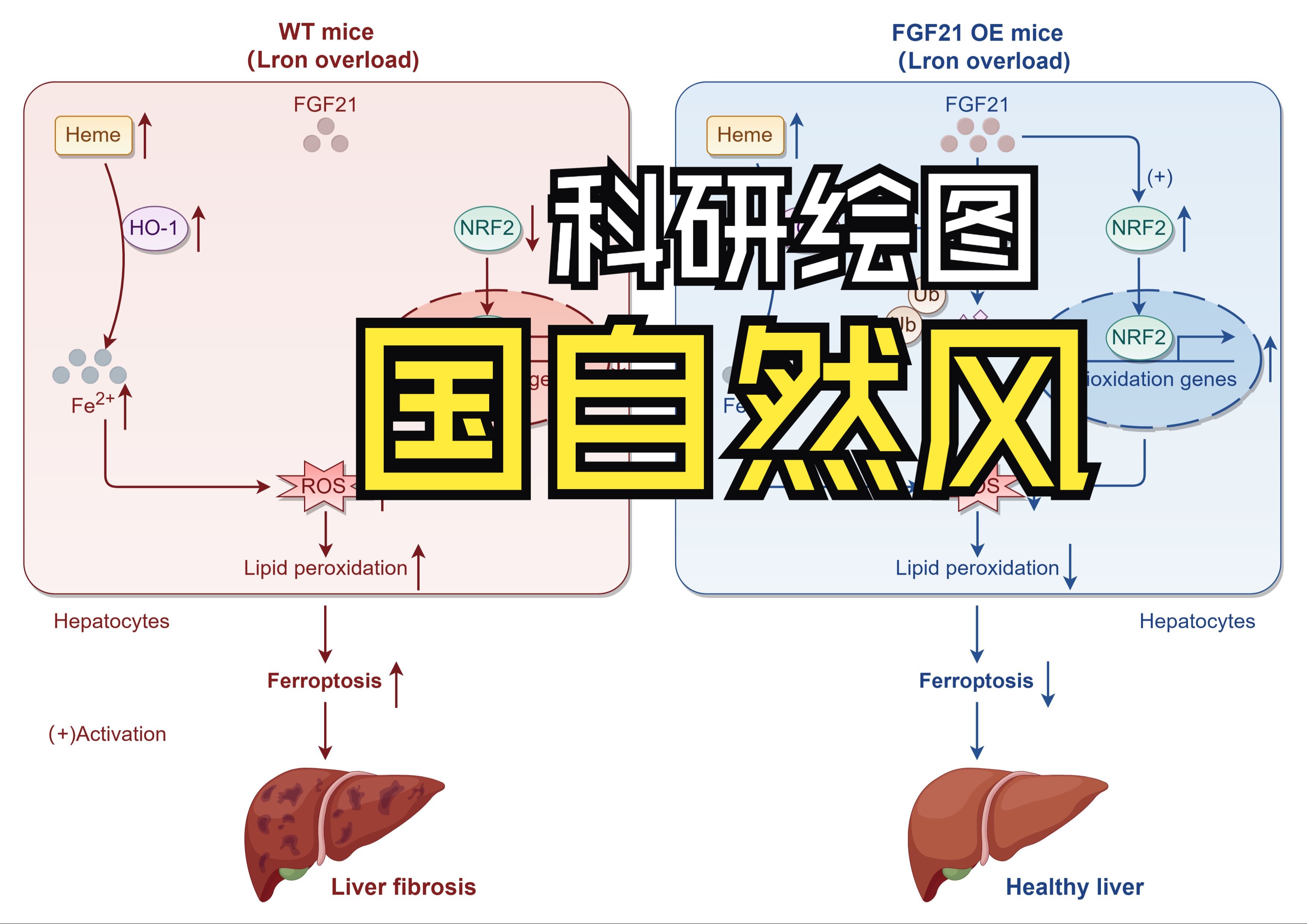 科研绘图教学|国自然风格机制图绘制哔哩哔哩bilibili