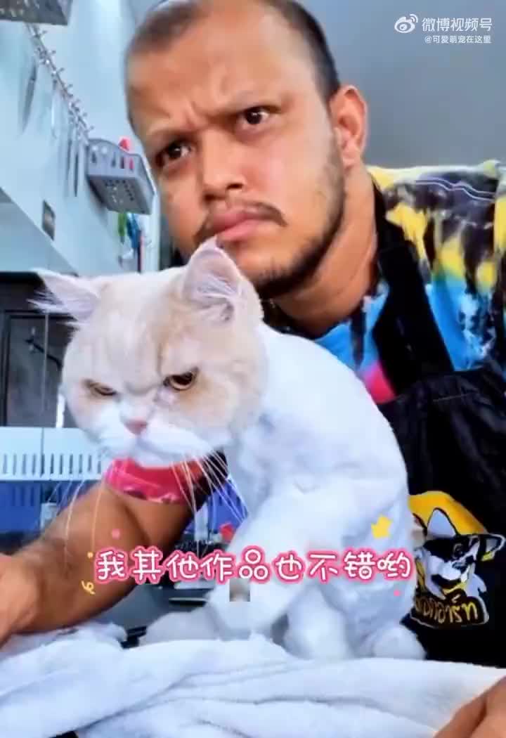猫咪与理发师的眼神如出一辙