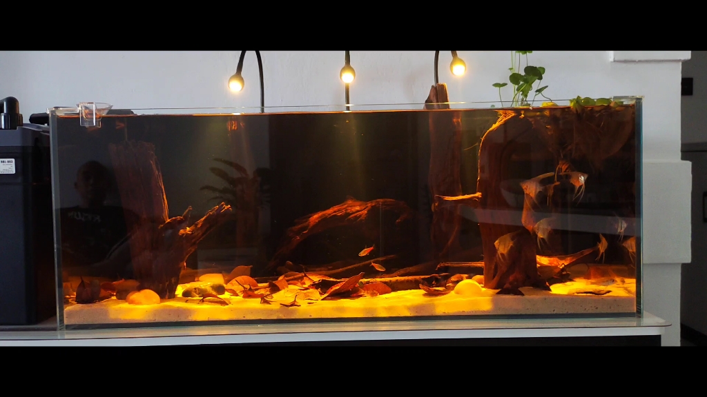 黑水南美缸,神仙鱼与冰红茶