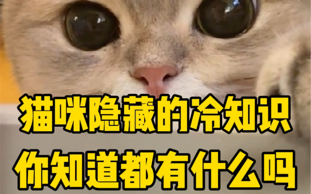 猫咪隐藏的冷知识,你知道都有什么吗?哔哩哔哩bilibili