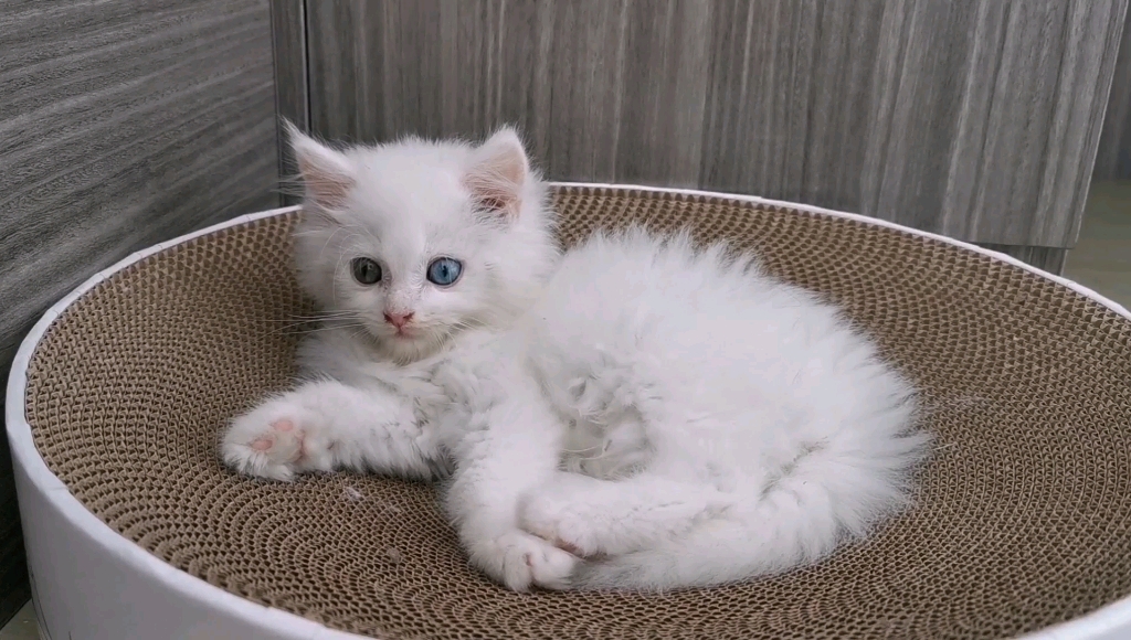 捕获一只纯白异瞳缅因小奶猫名字叫三分不是仙女是仙男