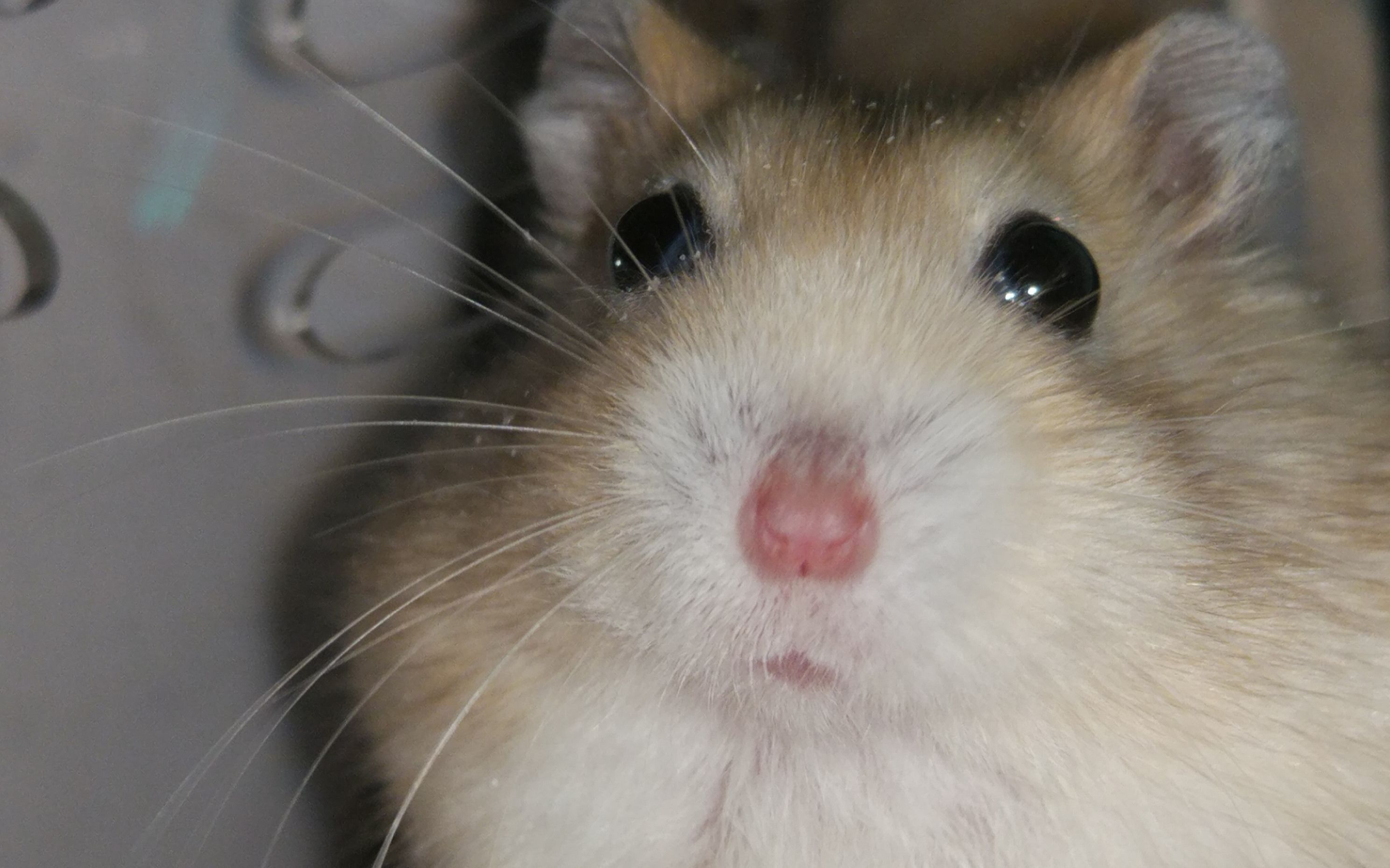 【萌宠/仓鼠】一只胖鼠的日常