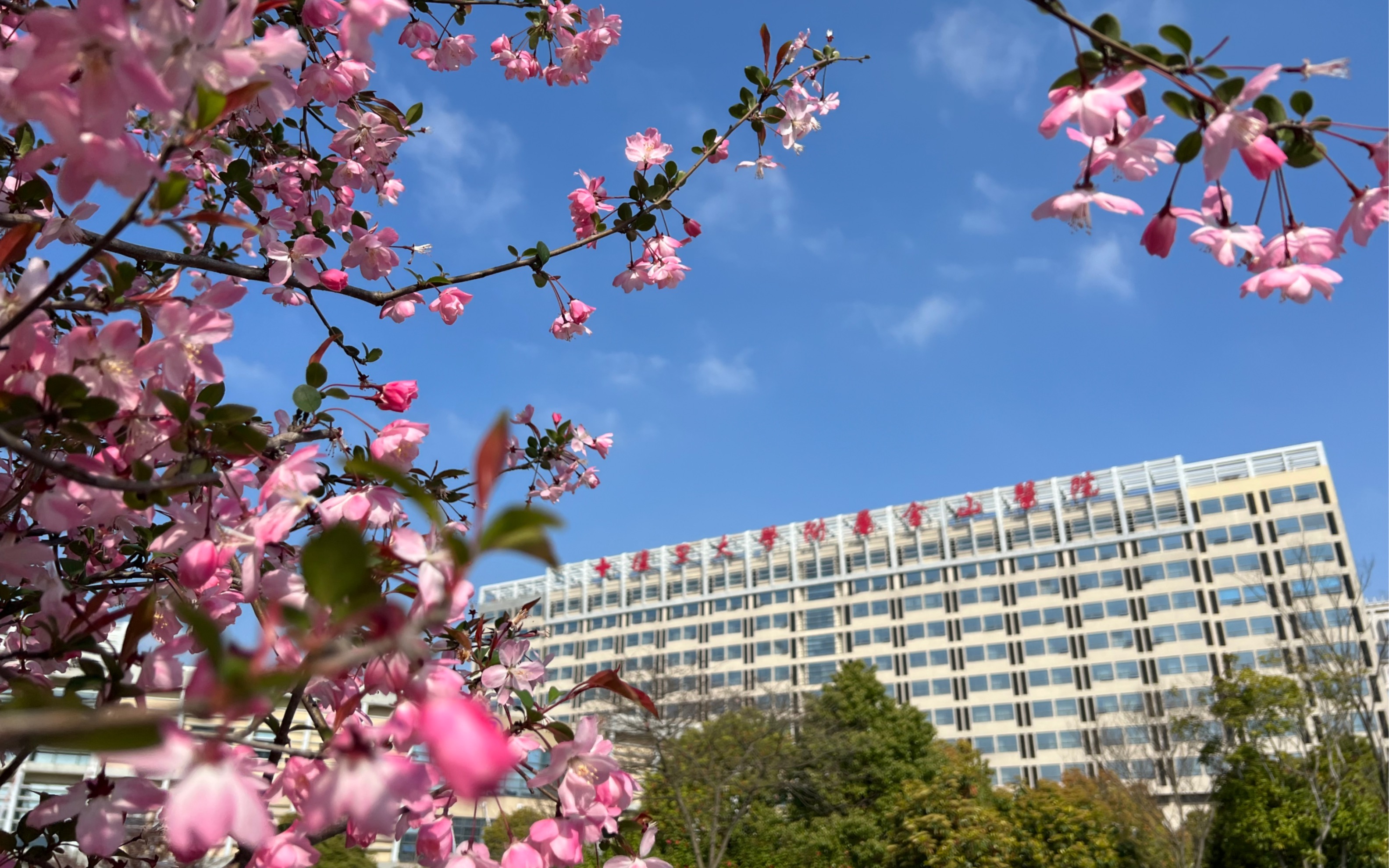 春色满金医【复旦大学附属金山医院】