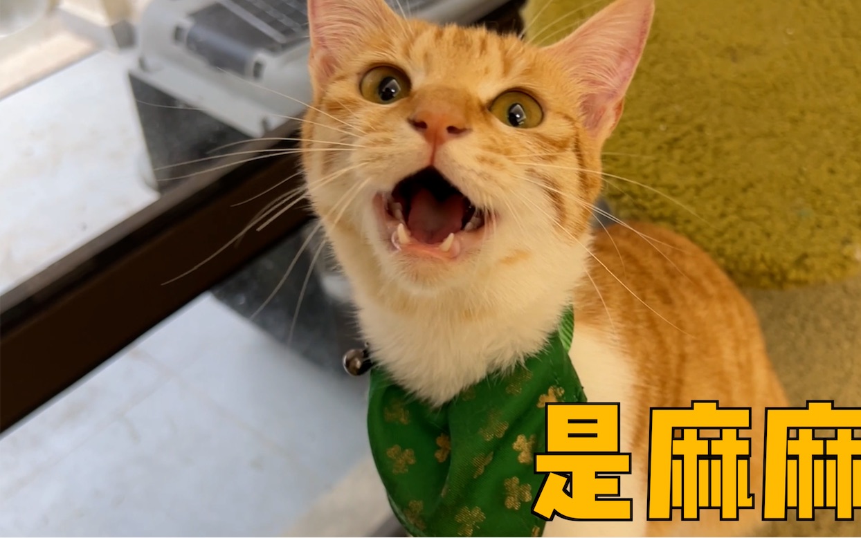 我就搞不懂了，当妈宝猫很丢人吗？-蛋妈家DMJ-蛋妈家DMJ-哔哩哔哩视频