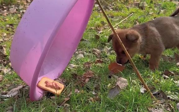 小狗狗被骗入陷阱啦!