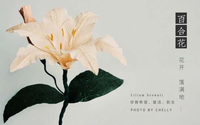 茄粒的纸花屋的个人空间 哔哩哔哩 Bilibili 茄粒的纸花屋的个人空间 哔哩哔哩 Bilibili