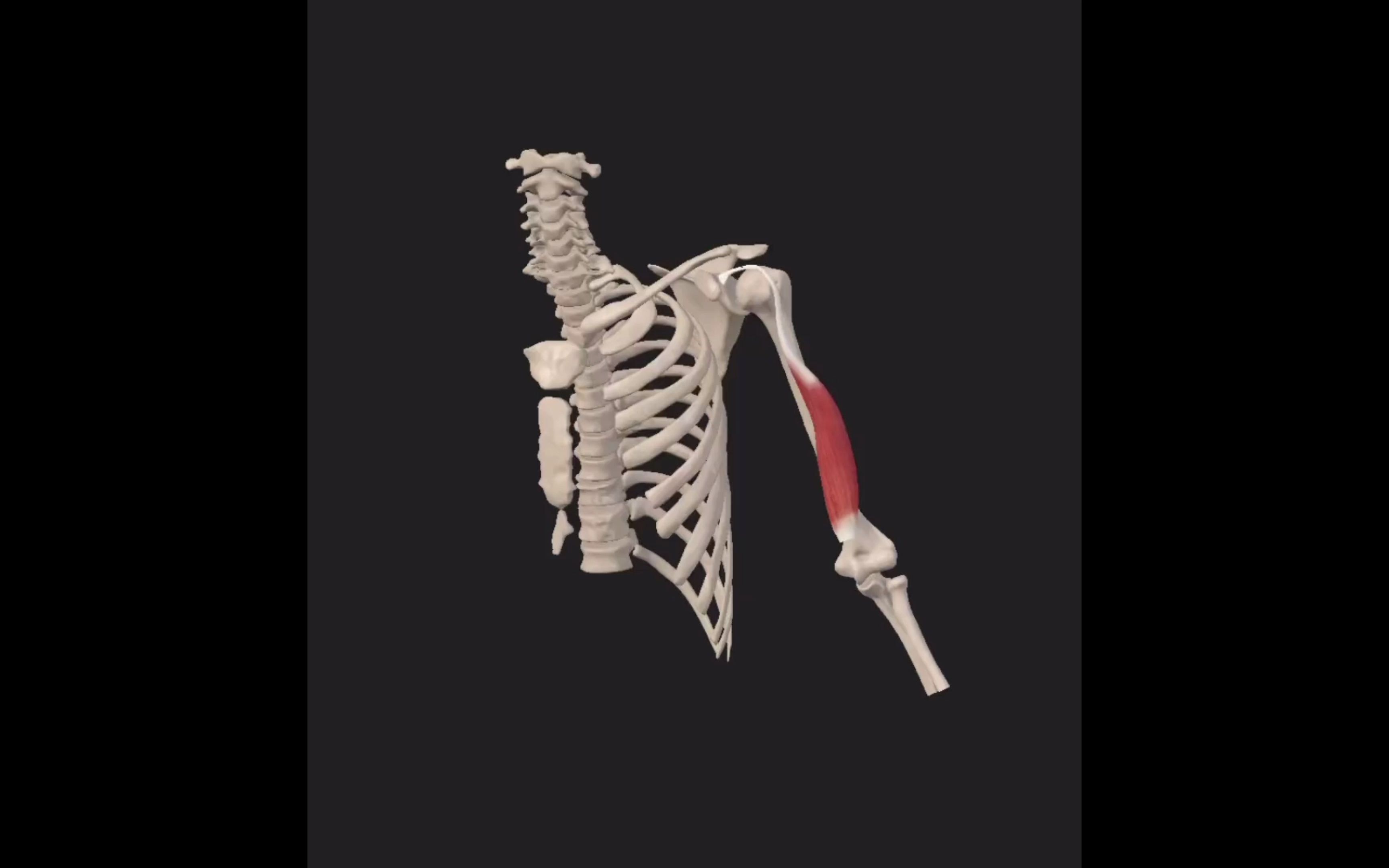 肩袖损伤 肌肉讲解 (四) 代偿肌肉 下