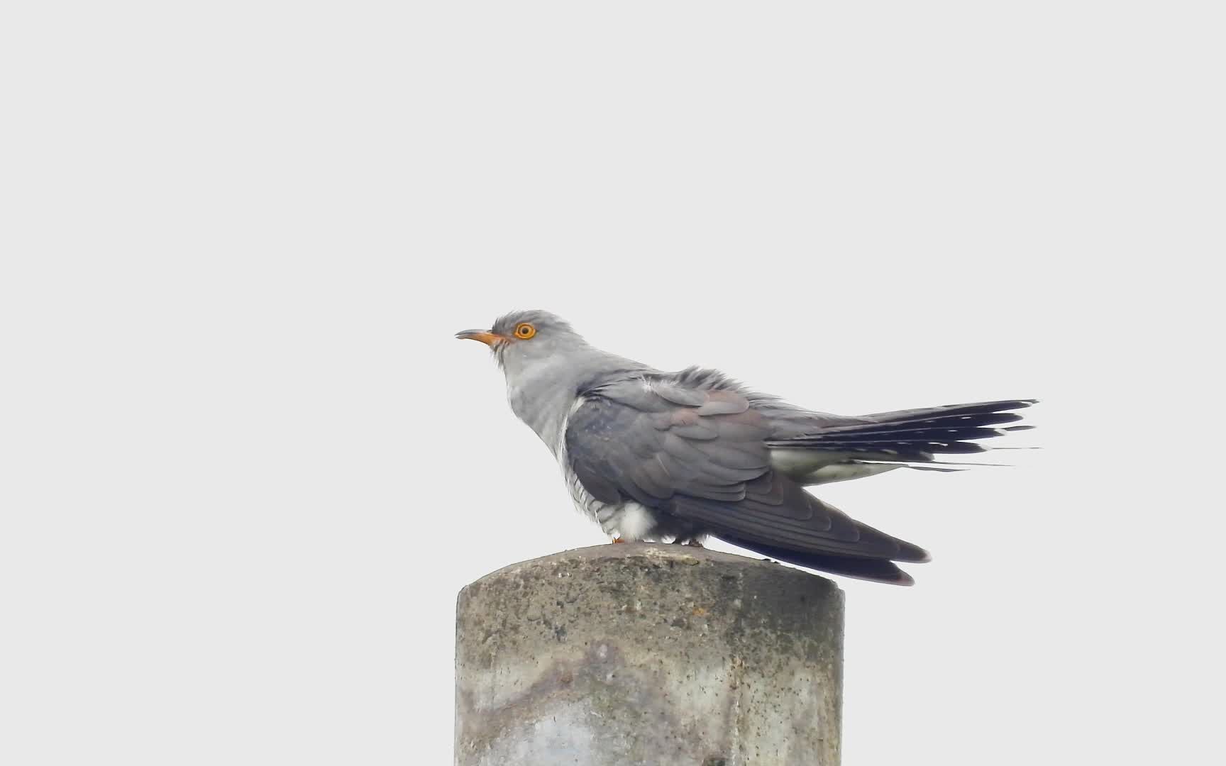 [图]布谷鸟和斑鸠的区别，布谷鸟叫声和斑鸠叫声，不要搞混了哟