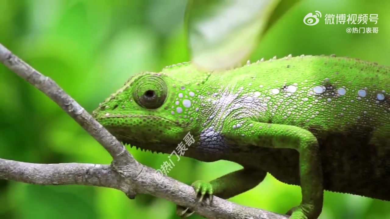 变色龙连续多次变色过程