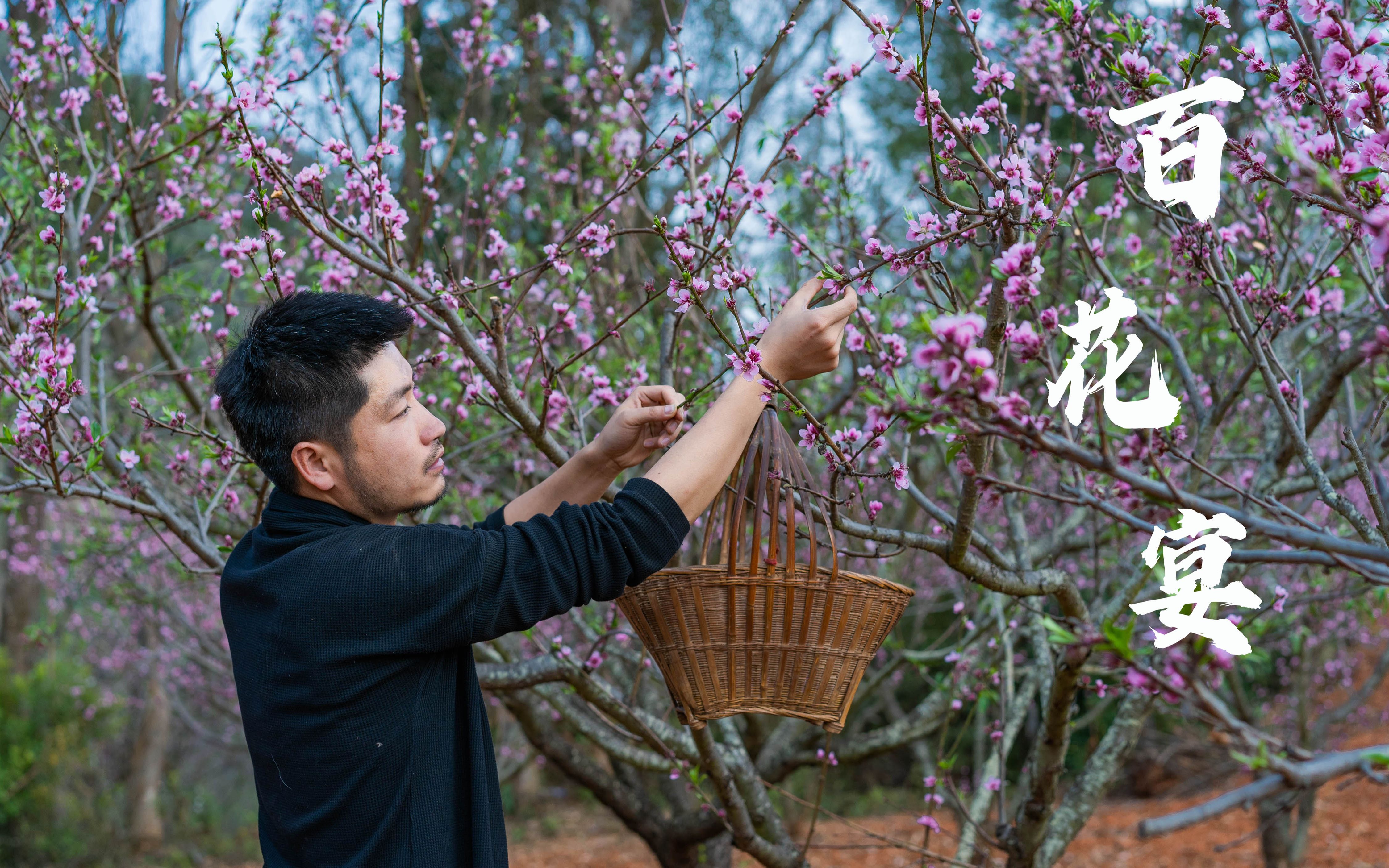 [图]【云南春日百花宴（中）】桃花、核桃花、榆钱花、金雀花、金银花、芭蕉花