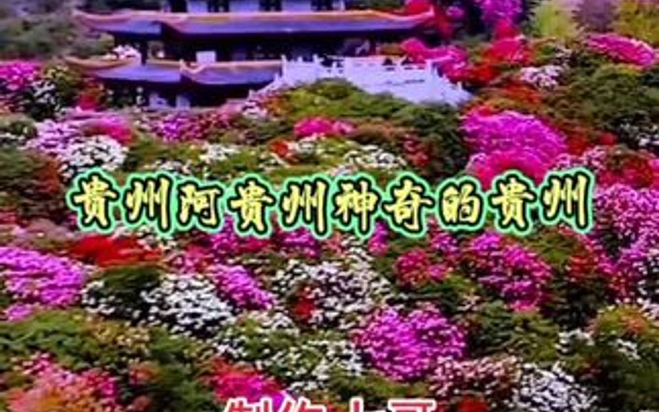 35月是杜鹃花盛开的季节,百里杜鹃欢迎你哔哩哔哩bilibili