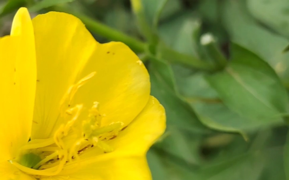 [图]黄花月见草