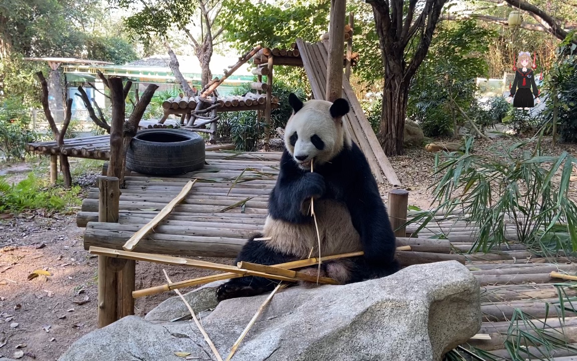 大熊猫园舟大熊猫是怎么吃竹子的就像我们吃甘蔗一样拔开皮撕着吃