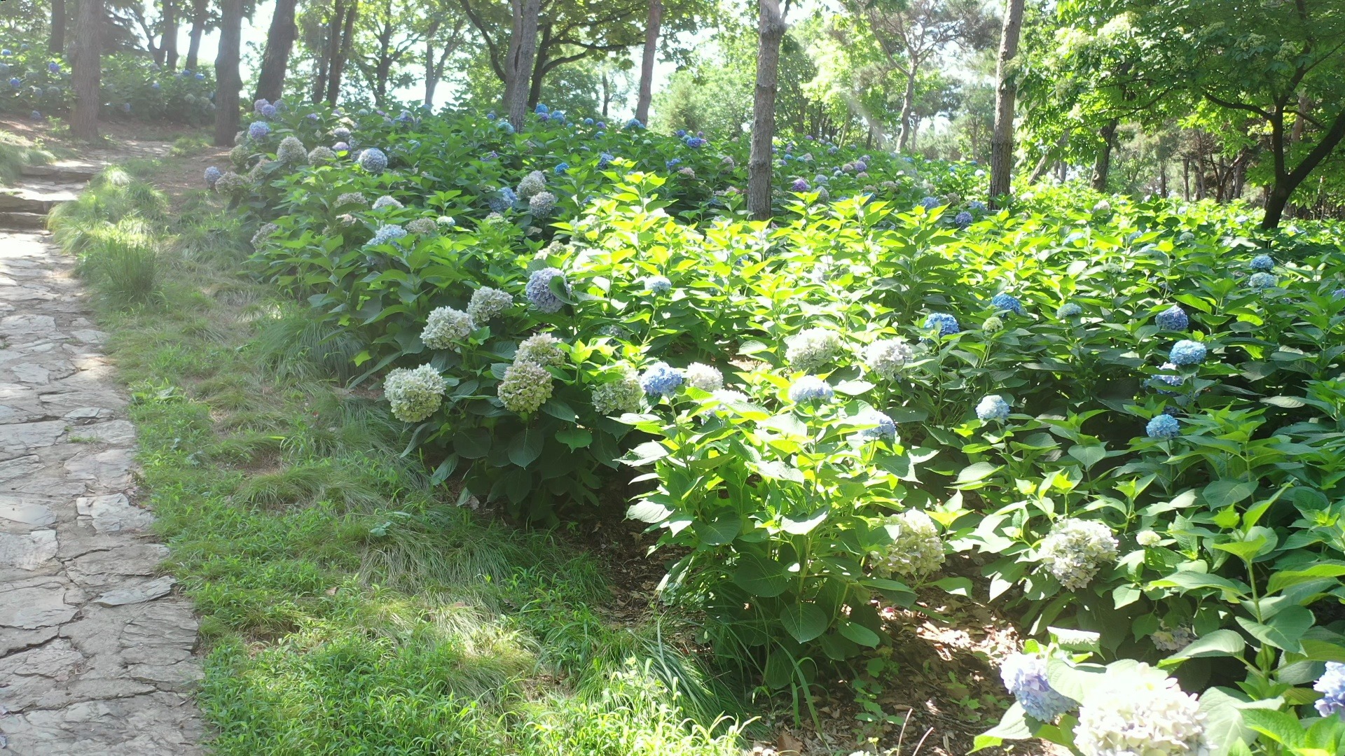 大连英歌石植物园门票图片