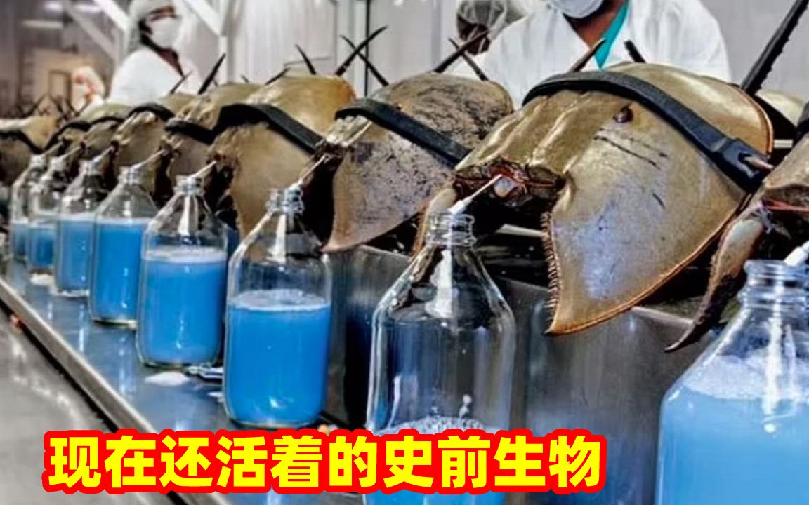 [图]9种还活着的史前生物，马蹄蟹流着蓝色血液？