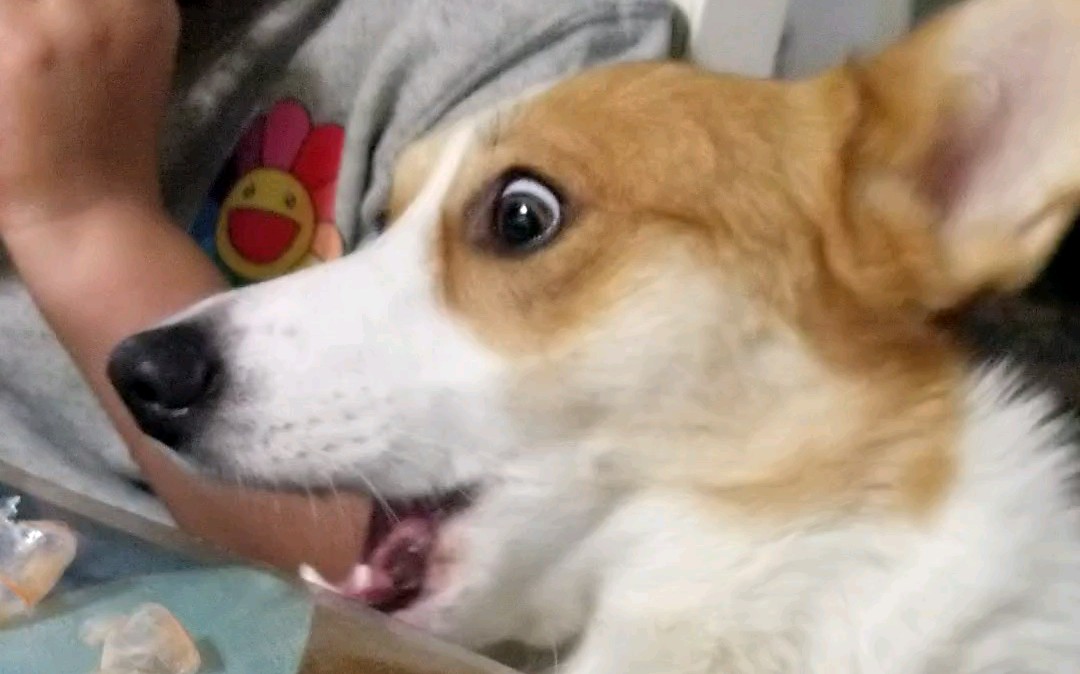 哔哩哔哩 (゜-゜)つロ 干杯~-bilibili