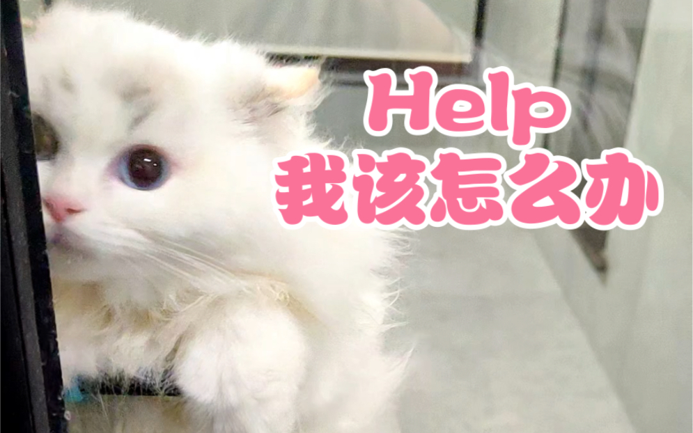 要给这只小花猫开门吗哔哩哔哩bilibili