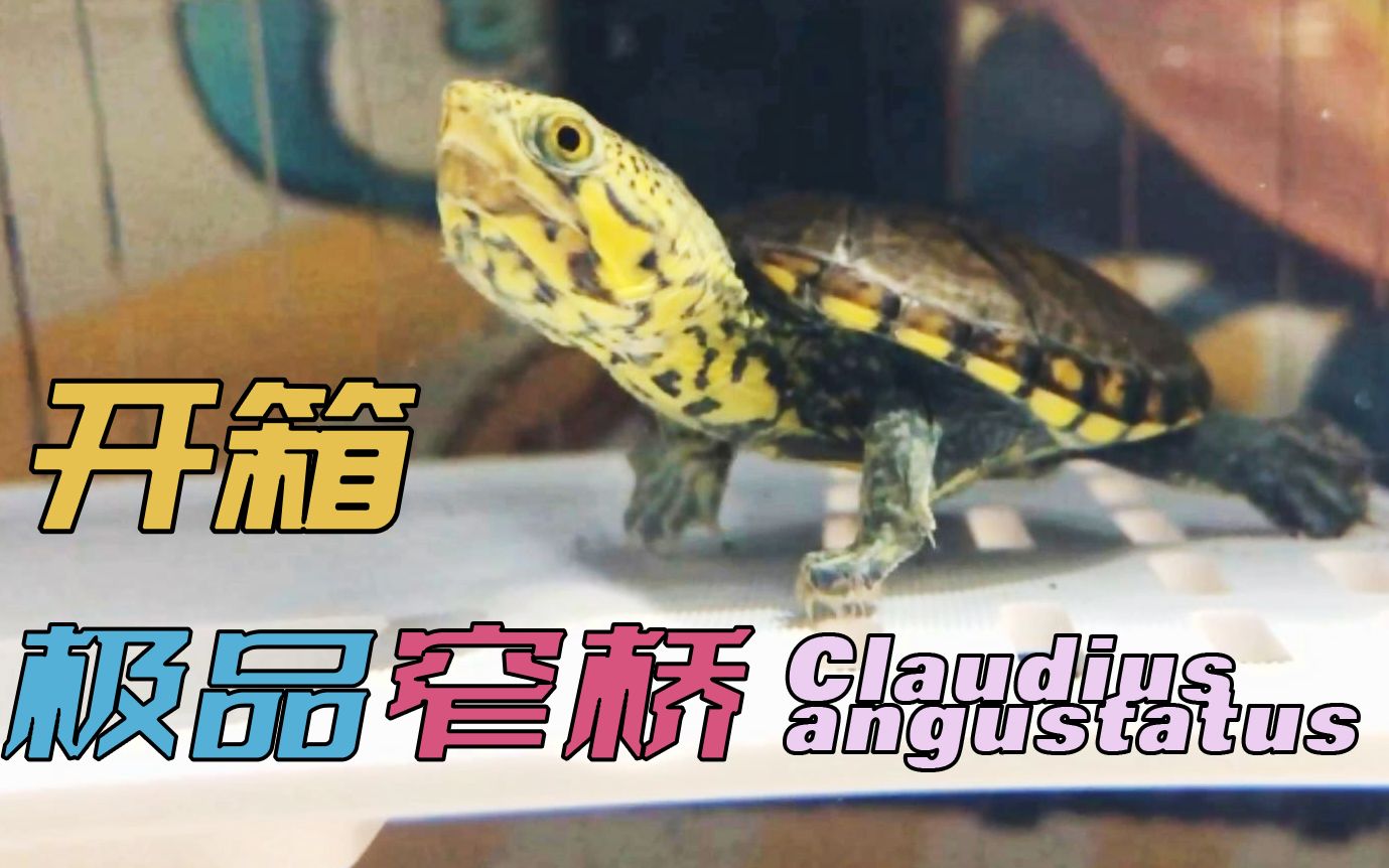 开箱极品窄桥蛋龟