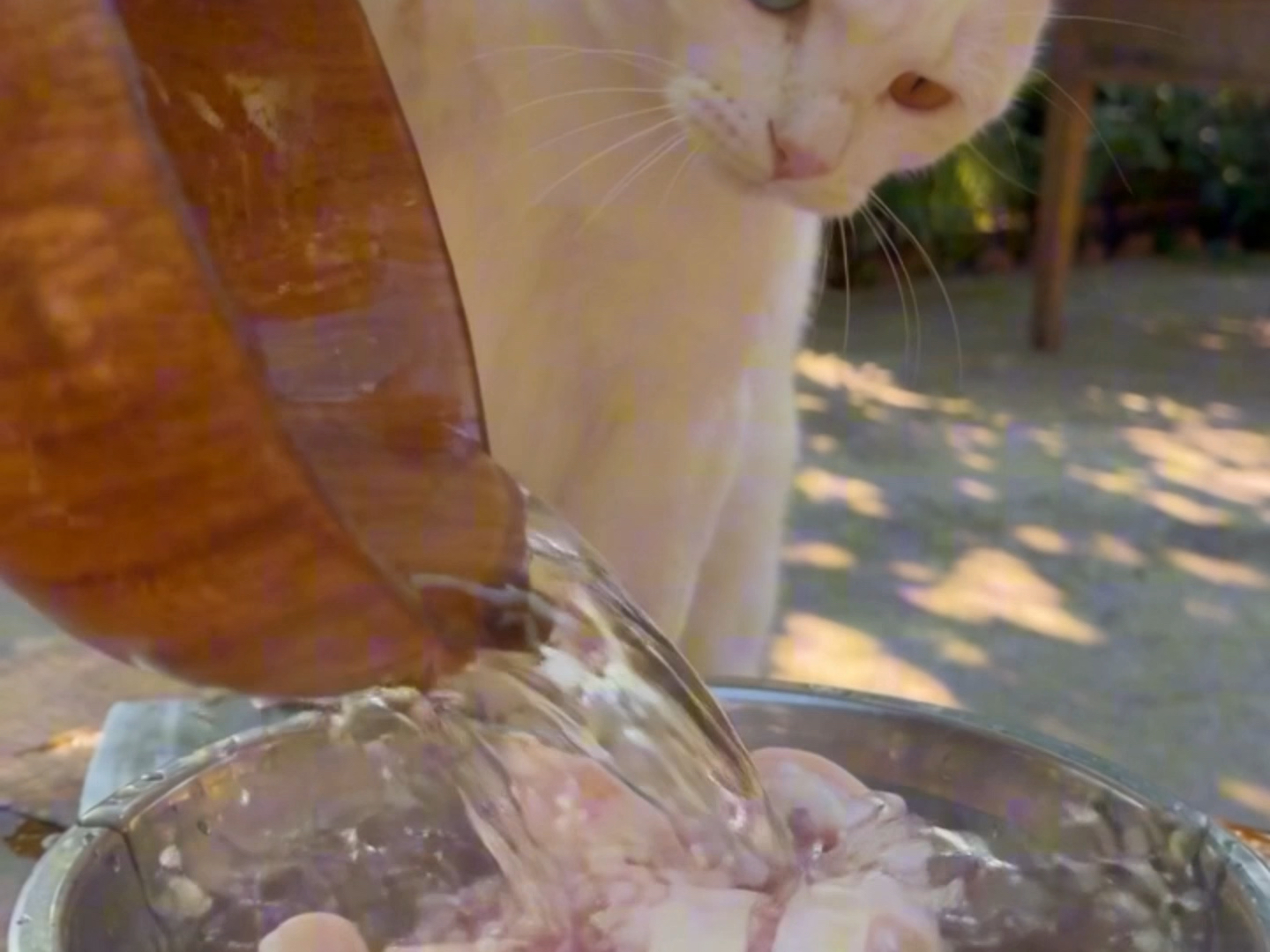 今天吃黄豆炖猪蹄