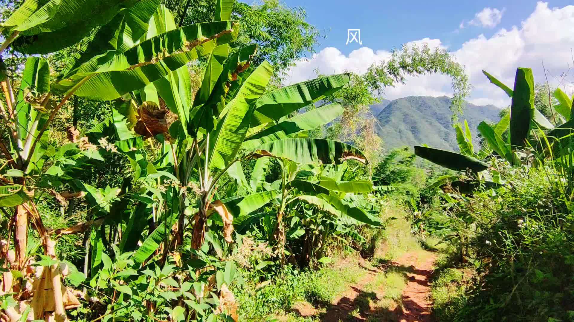 外婆家小路芭蕉林*
