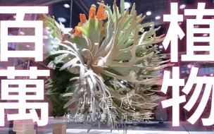 Download Video: 艸植感植物特寵市集｜現場驚見市值破百萬的網紅植物！價格等於一台賓士車的鹿角蕨! V肉格#23｜A&Y's Succulent Vlog