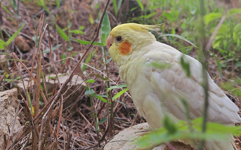 玄凤鹦鹉走地鸡带小可爱去爬山