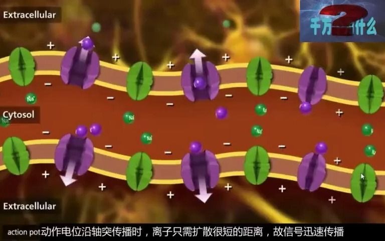 2019人教版生物学选择性必修1 ⧲.2 神经调节的基本方式 缩手反射哔哩哔哩bilibili