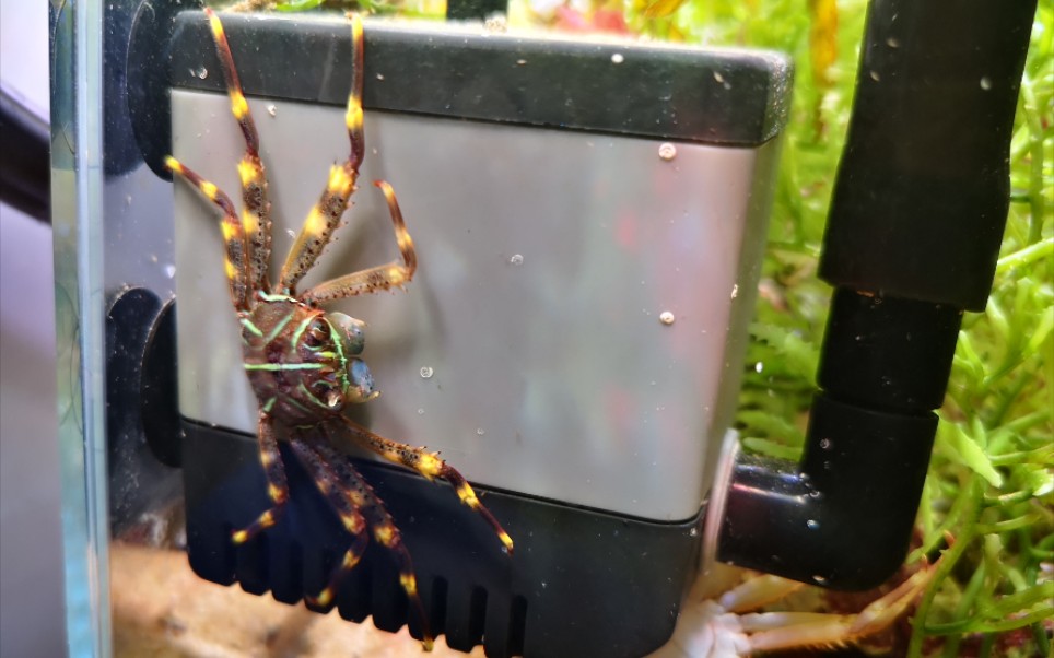 14【电光蟹】老长的腿_哔哩哔哩_bilibili