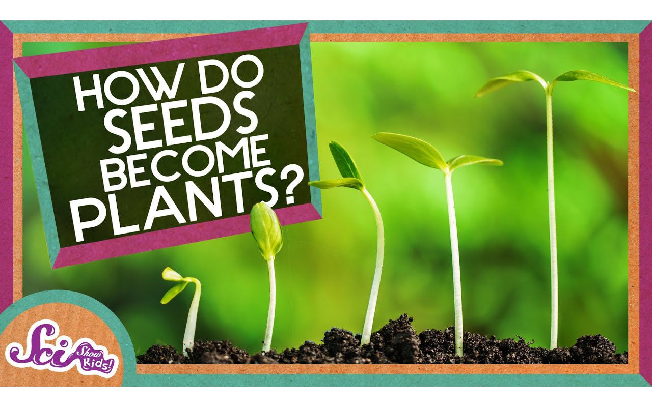 [图]How Does A Seed Become A Plant？ | SciShow Kids