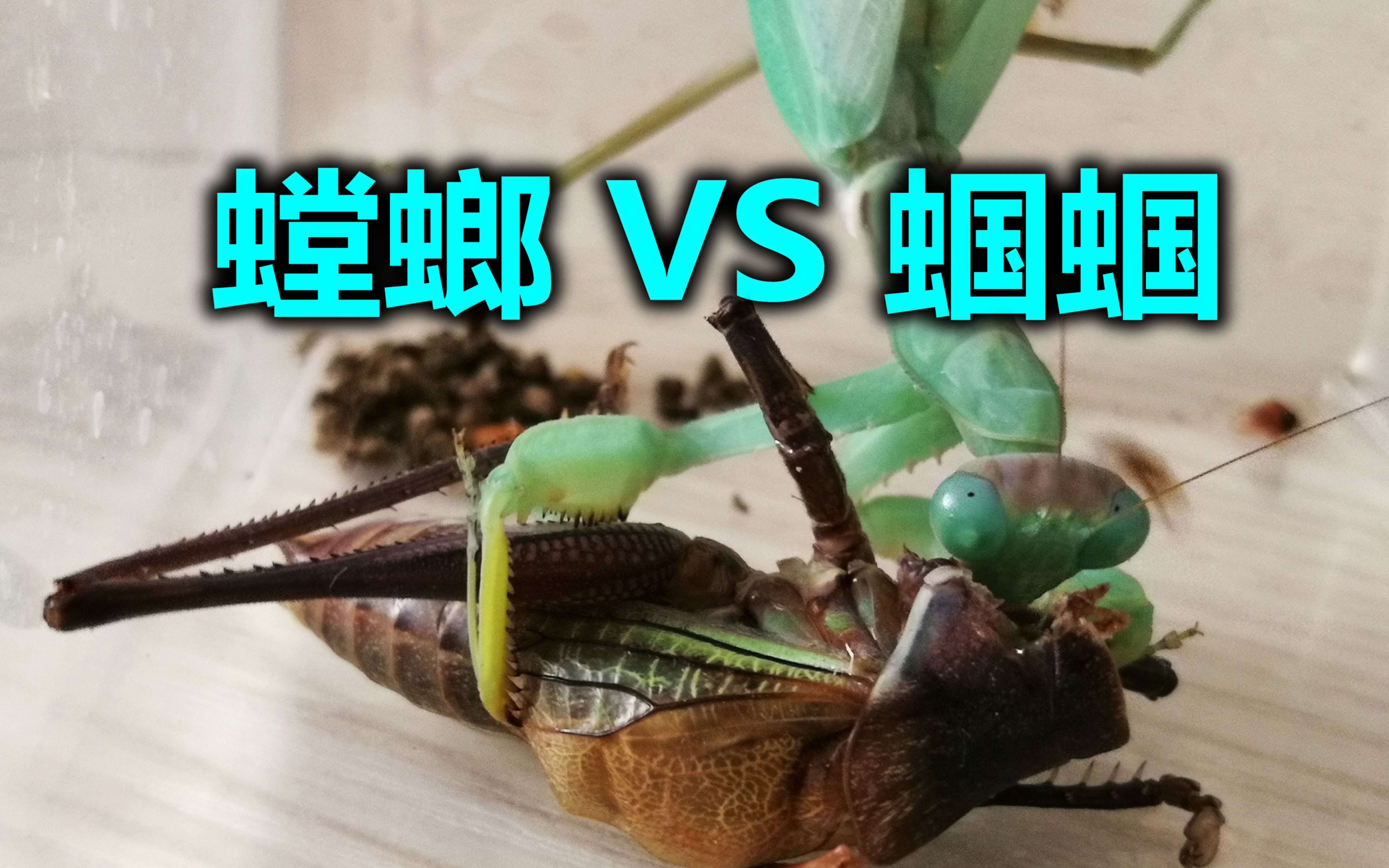 高能:螳螂 vs 蝈蝈,不可逆料之战——本以为是送肉去的,结果一秒破