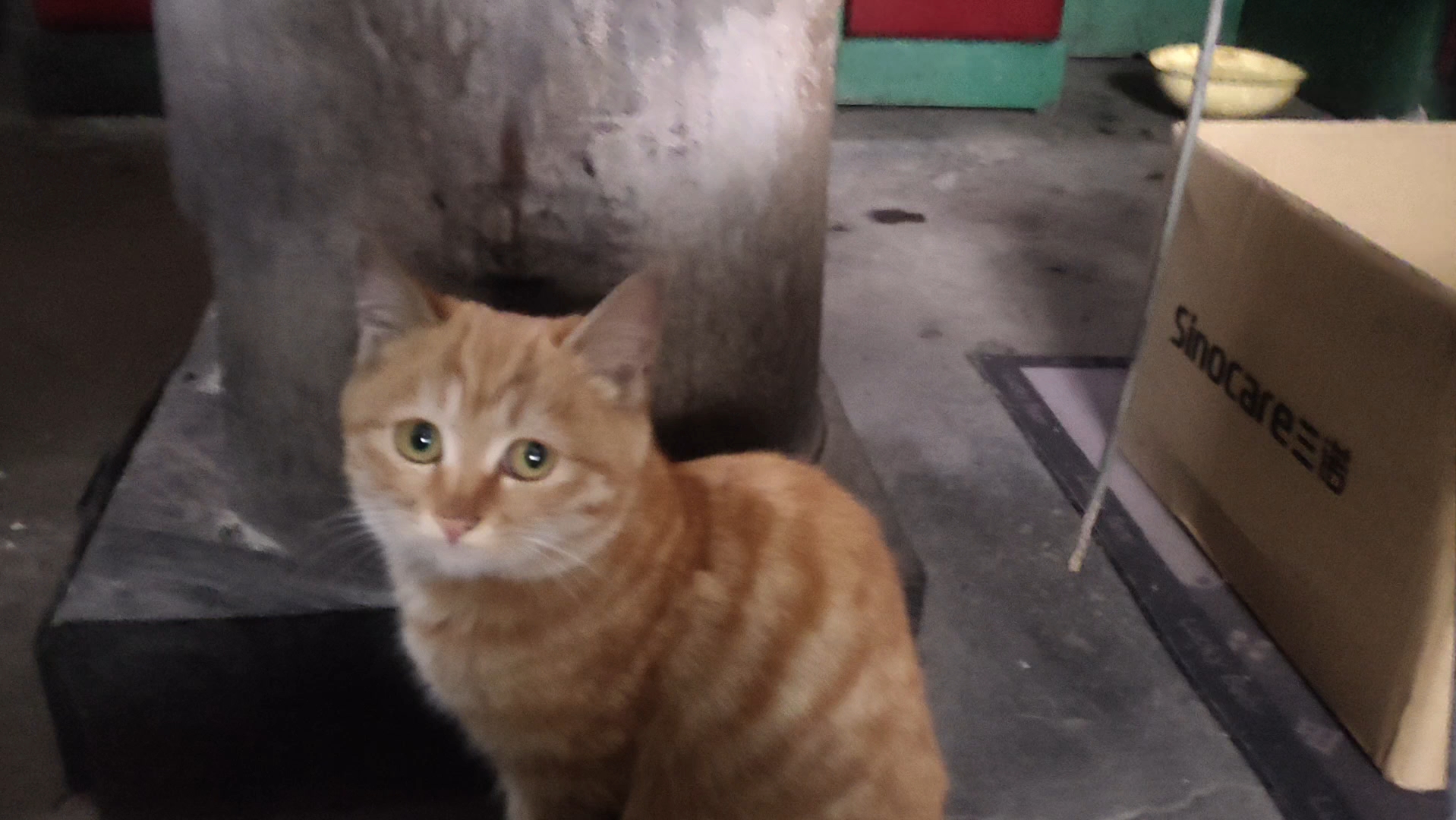 可爱吧!手摸即可刷箭的猫!