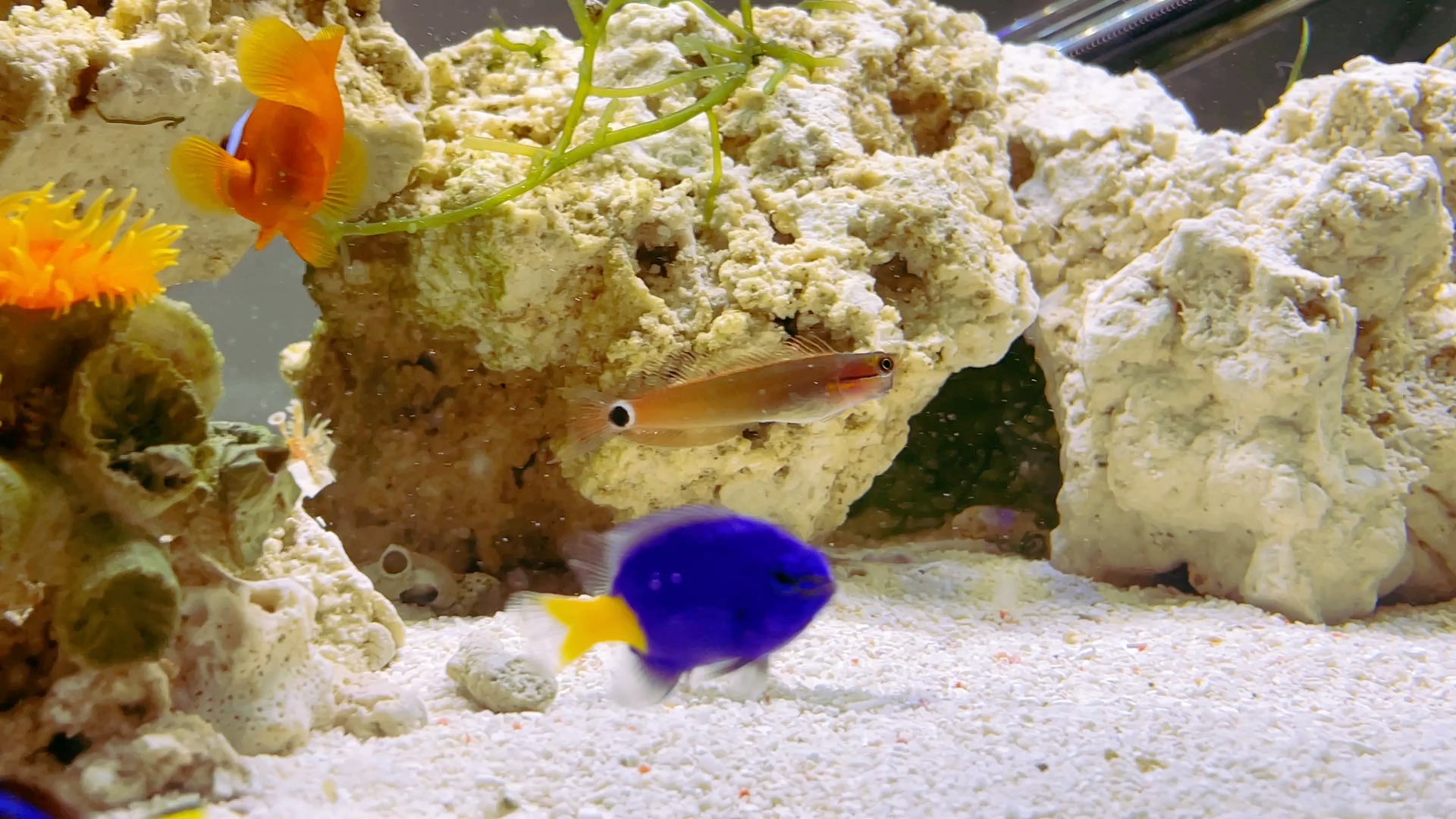 小丑虾虎女明星肚子吃好大