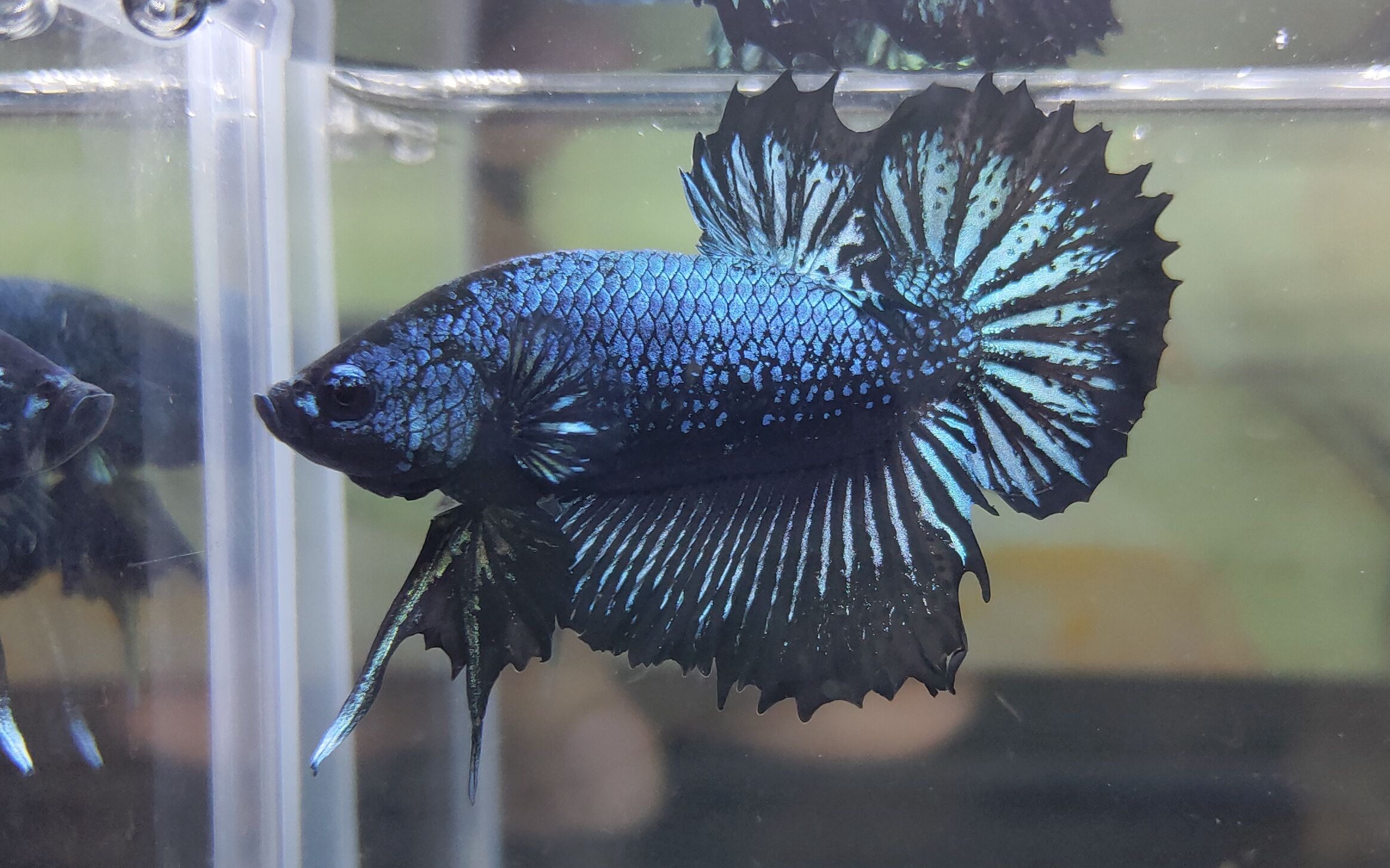 ctpk金属蓝将军斗鱼 38353136 38303536373734