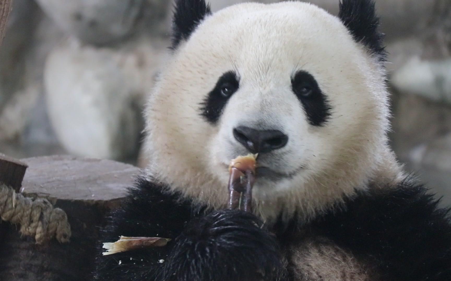 【大熊猫庆小】你的小可爱庆·可肉多·吃播已上线