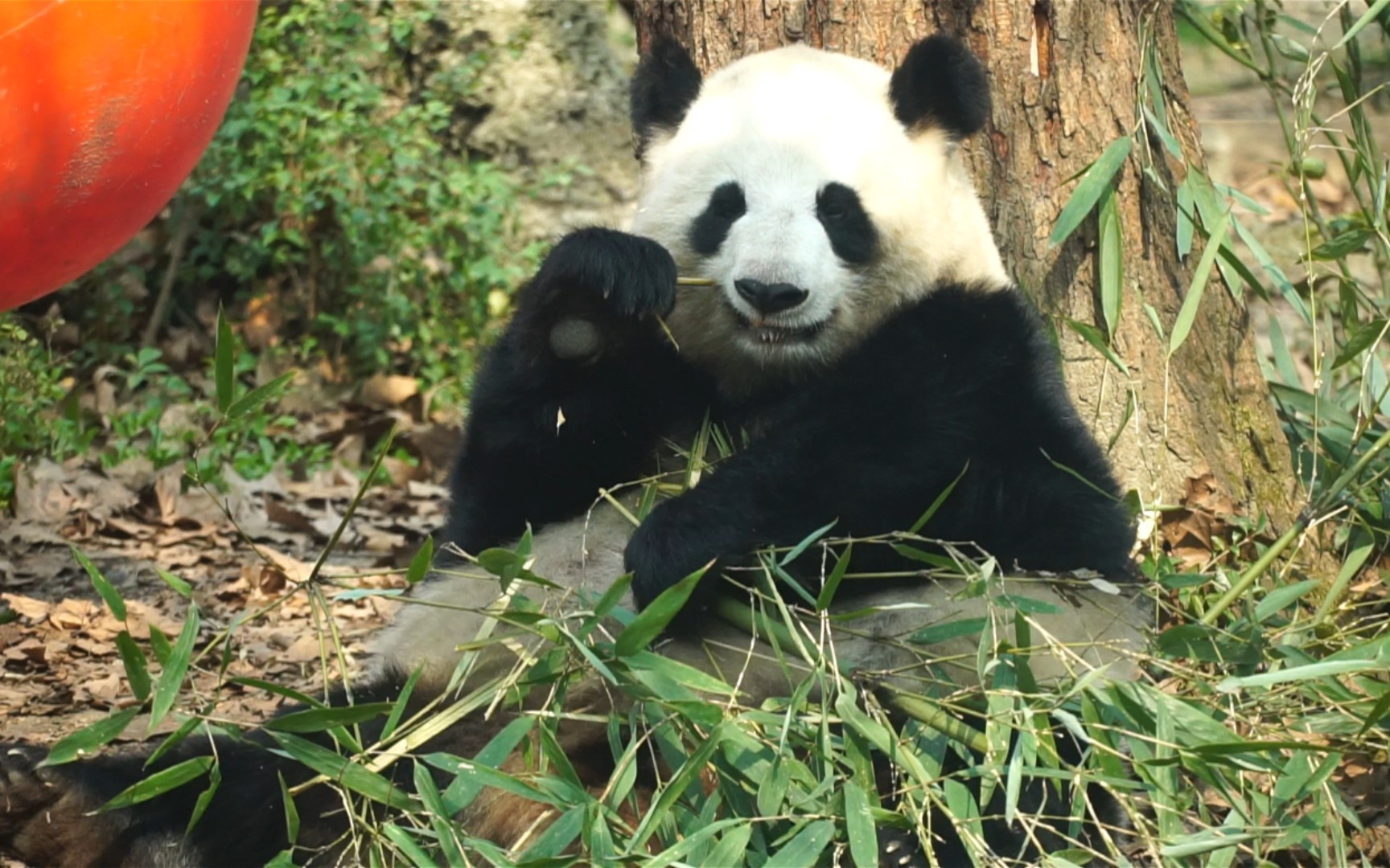 【大熊猫囡囡】晒着太阳吃竹子