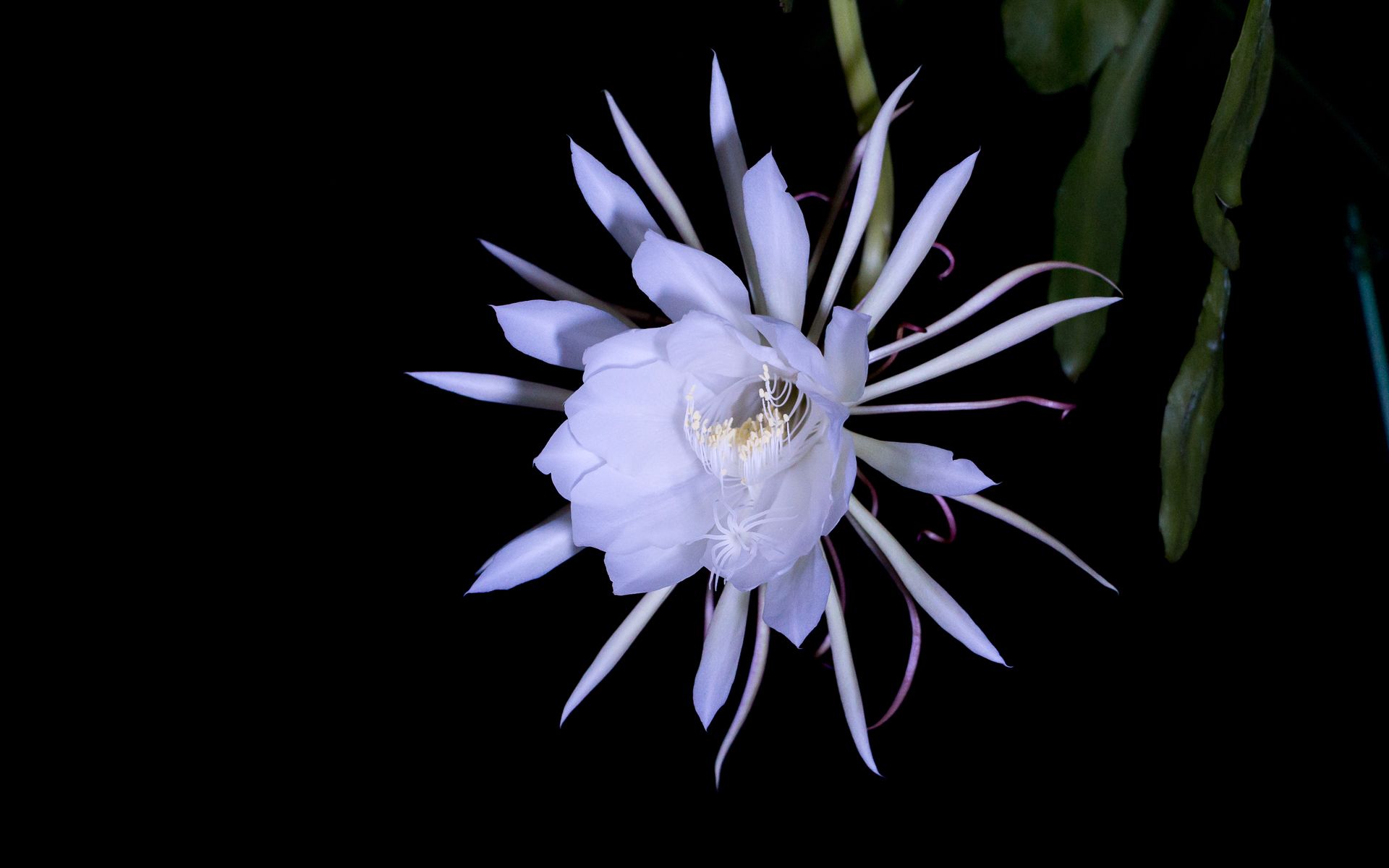 [图]延时摄影拍摄昙花一现 记录昙花开花全过程