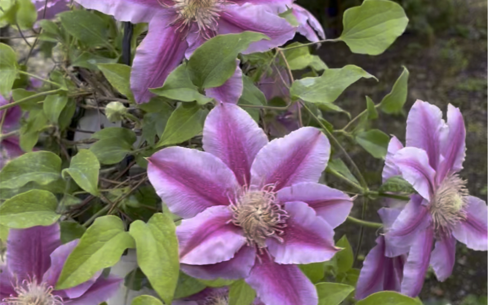 铁线莲,藤本皇后,适合庭院,春天开花太有意境啦#我的花花草草9494
