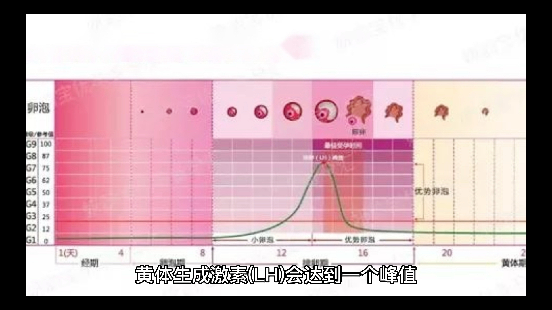 想要备孕生儿子,如何准确把握排卵日/排卵时间?哔哩哔哩bilibili