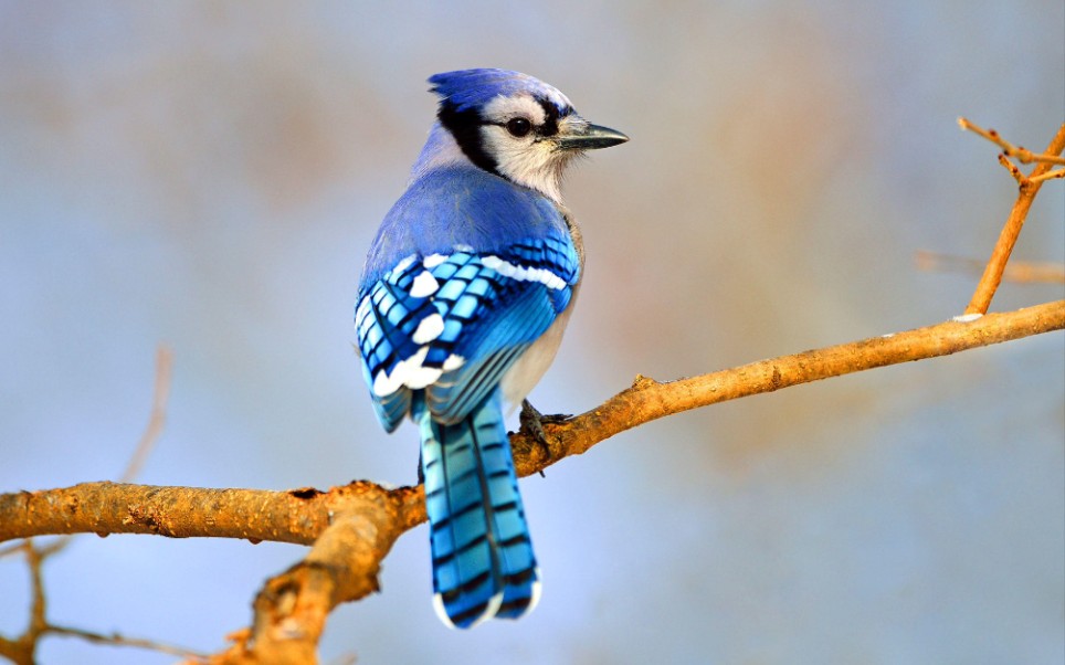 [图]【Cyanocitta cristata】叽叽喳喳的冠蓝鸦