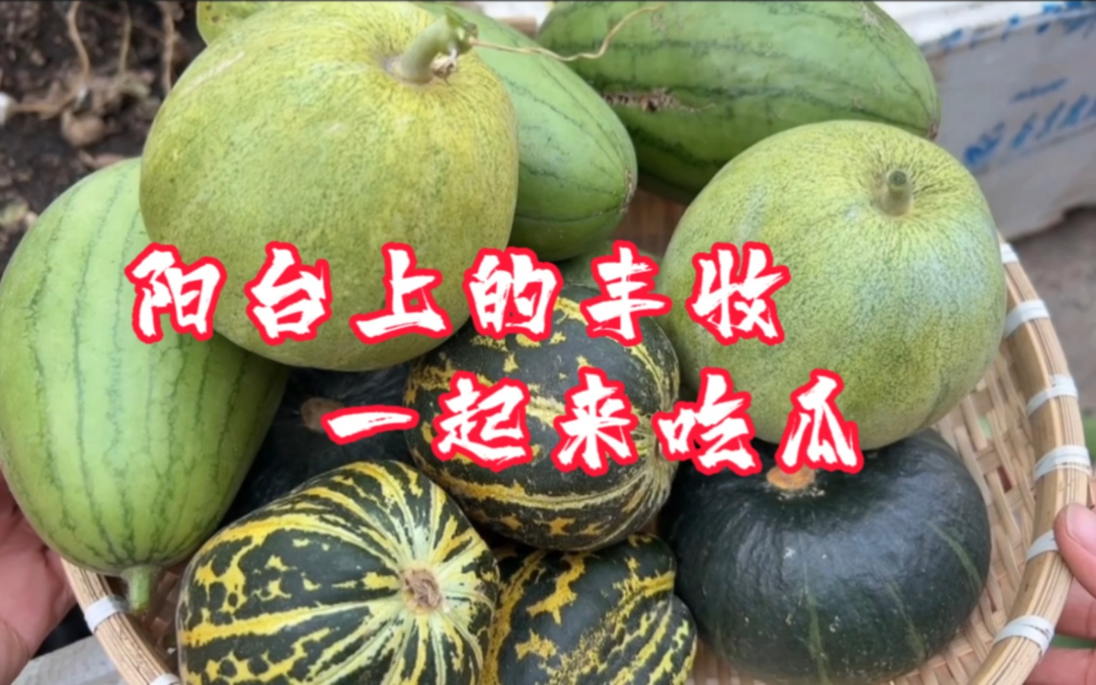 忙忙碌碌又一季,丰收最喜瓜满园,一起吃瓜吧