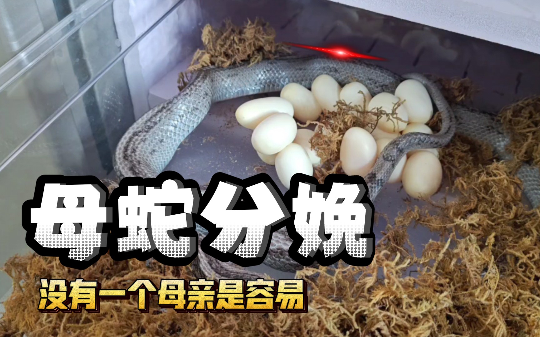 【宠物蛇】原来蛇是这么分娩的!